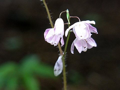 バイカイカリソウ