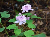 �o�C�J�J���}�c