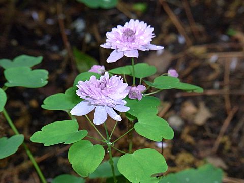 バイカカラマツ