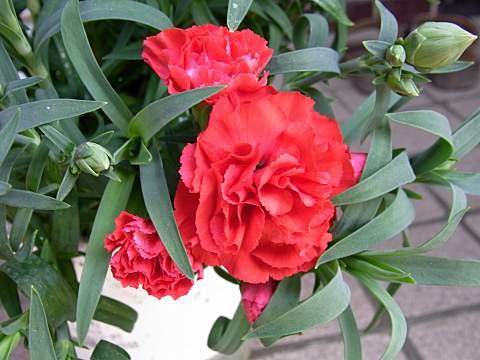 カーネーション