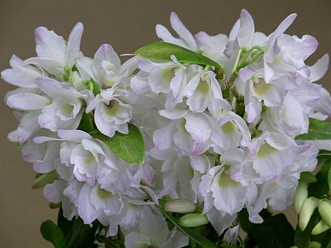 デンドロビウム・スノーリップス