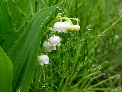 ドイツスズラン