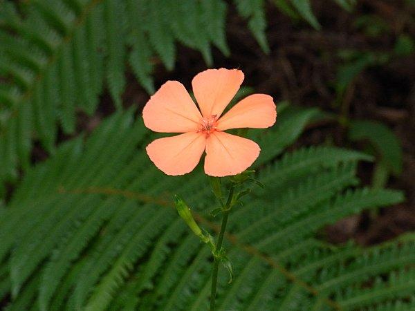 フシグロセンノウ