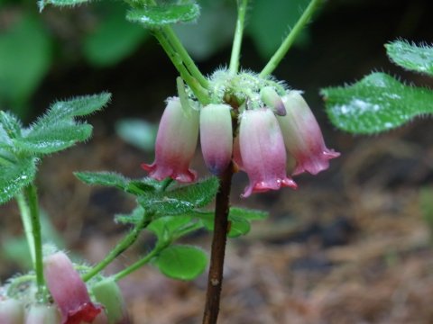 ハコネツリガネツツジ