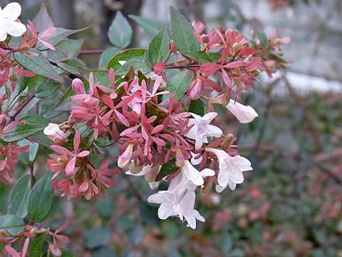 ハナゾノツクバネウツギ