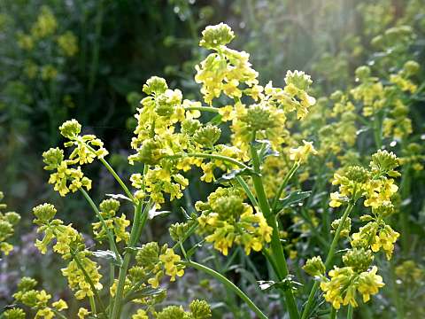 ハルザキヤマガラシ