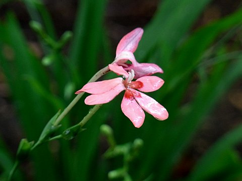 ヒメヒオウギ ヒメヒオウギ