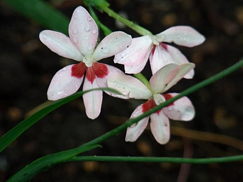 ヒメヒオウギ ヒメヒオウギ