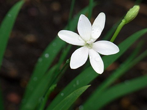 ヒメヒオウギ ヒメヒオウギ