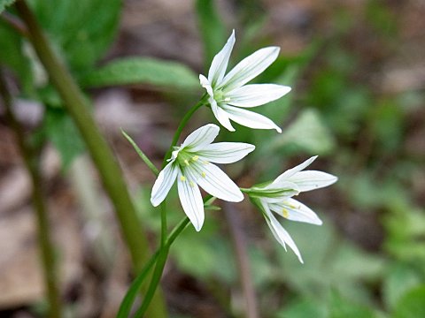 ホソバノアマナ
