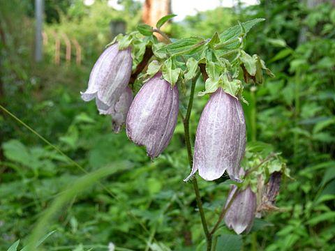 ヤマホタルブクロ