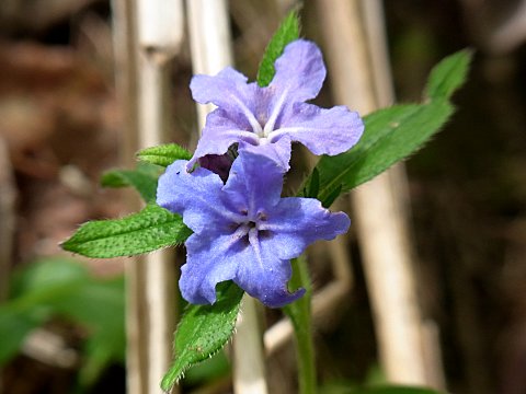 �z�^���J�Y��