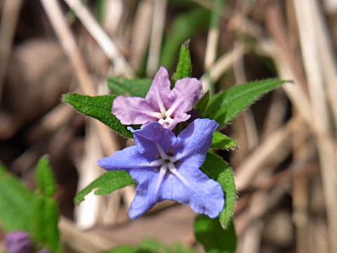 �z�^���J�Y��