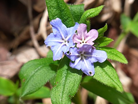 �z�^���J�Y��