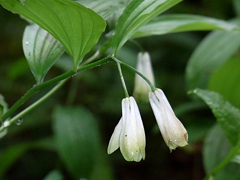 ホウチャクソウ