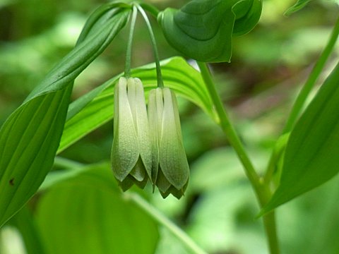 ホウチャクソウ