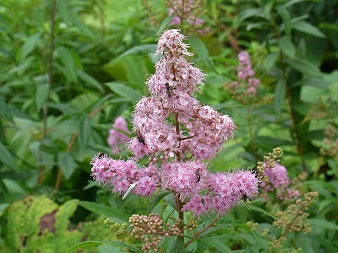 ホザキシモツケ