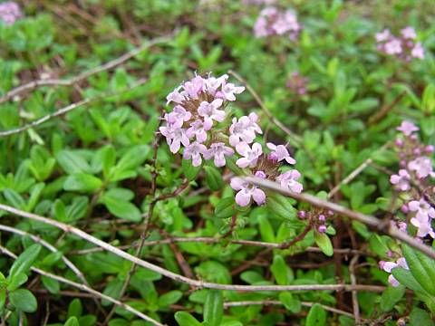 イブキジャコウソウ