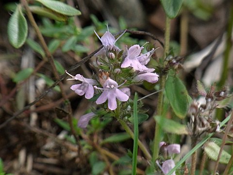 イブキジャコウソウ