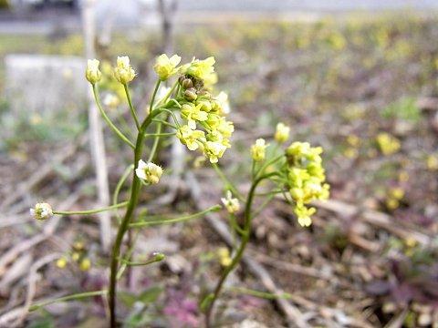 �C�k�i�Y�i