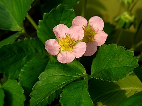 イチゴ”桜香”