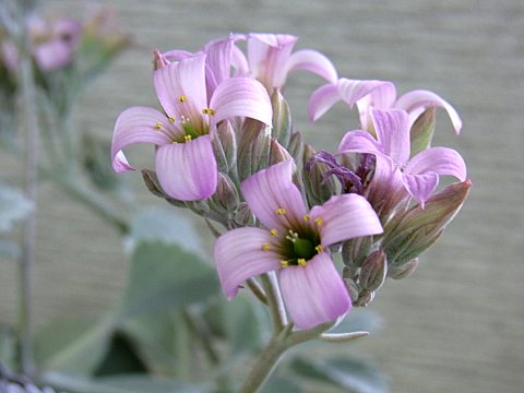 カランコエ・プミラ