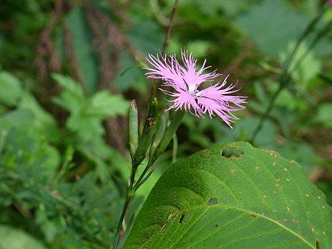 �J�����i�f�V�R