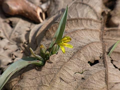 キバナノアマナ