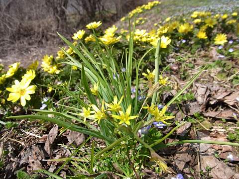キバナノアマナ
