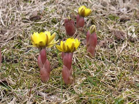 揃って咲きだす