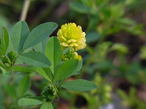 コメツブウマゴヤシ