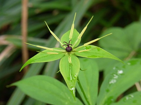 クルマバツクバネソウ