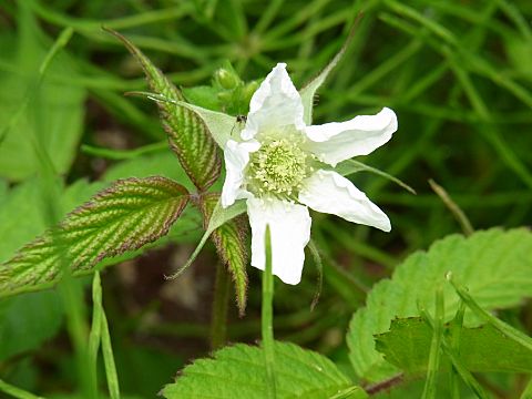 �N�T�C�`�S