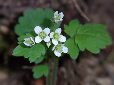 マルバコンロンソウ