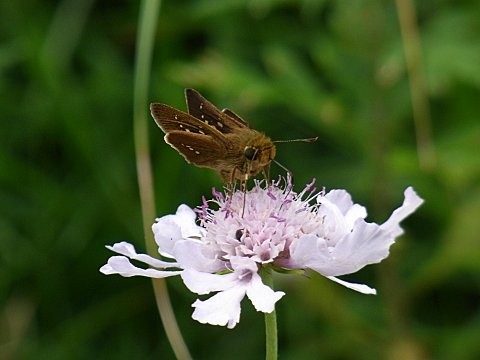 �}�c���V�\�E