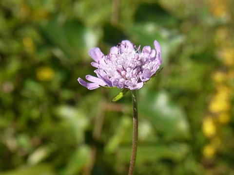 �}�c���V�\�E