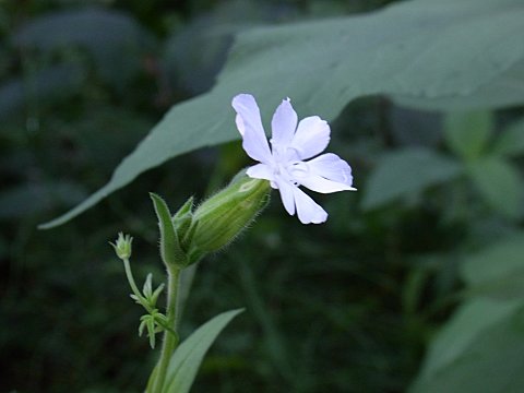 マツヨイセンノウ