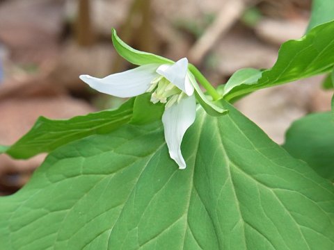 ミヤマエンレイソウ