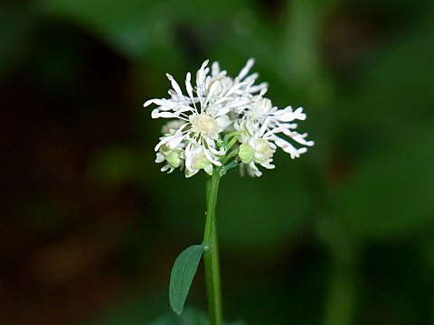 ミヤマカラマツ