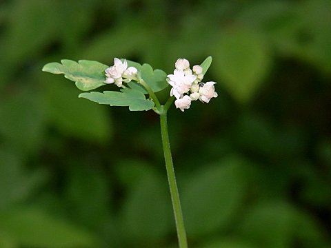 ミヤマカラマツ