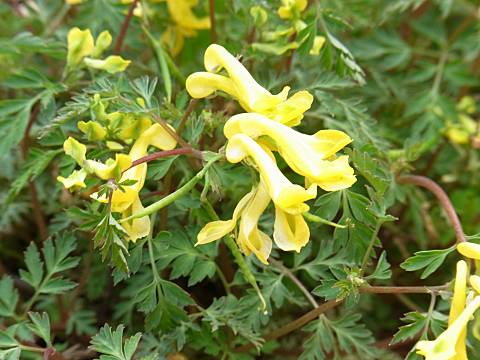 ミヤマキケマン