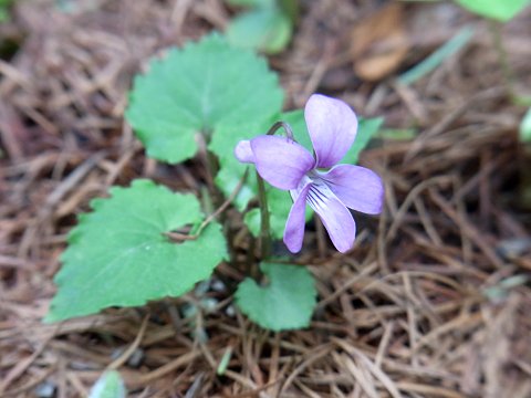 ミヤマスミレ