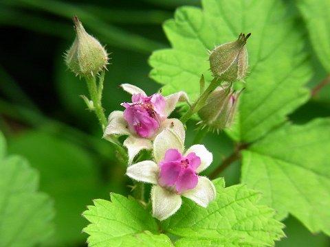 �i���V���C�`�S