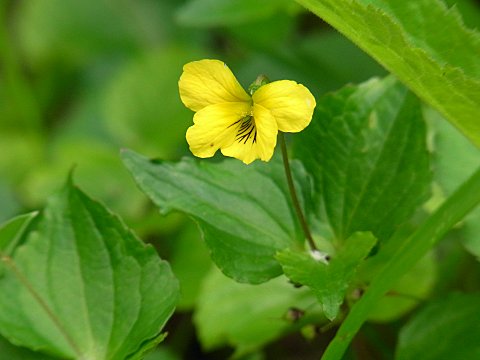 オオバキスミレ