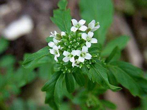 �I�I�P�^�l�c�P�o�i