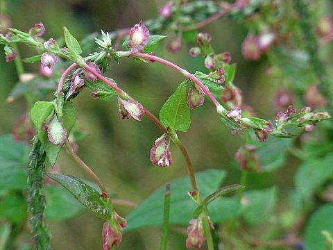 オオツルイタドリ