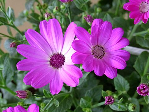 ペリカリス’ペリカ’