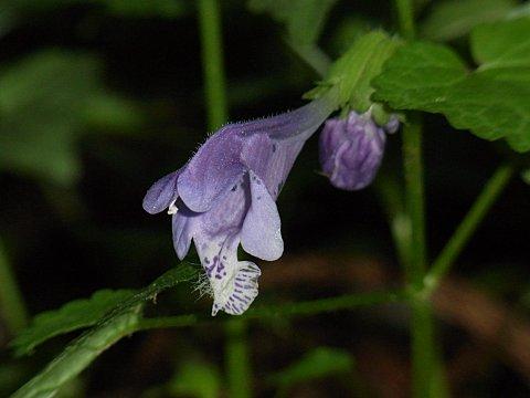 ラショウモンカズラ