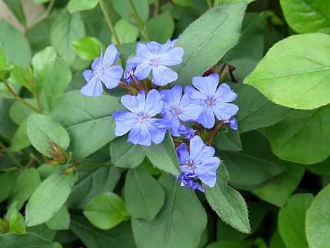 ルリマツリモドキ