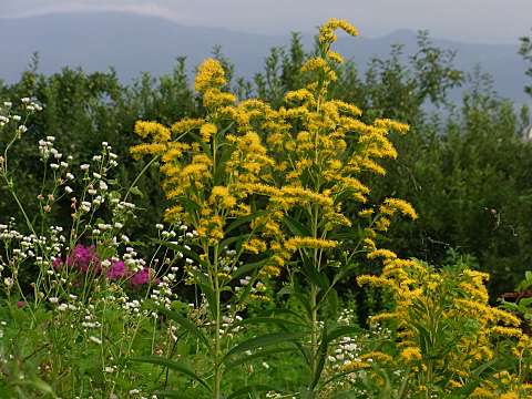 セイタカアワダチソウ